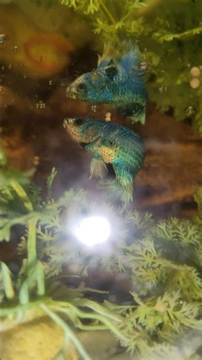 Dancing betta fish #betta #shorts #trending #viral #love #fish #fishvideo #ytshorts