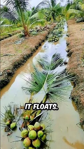 Expensive Palm Trees