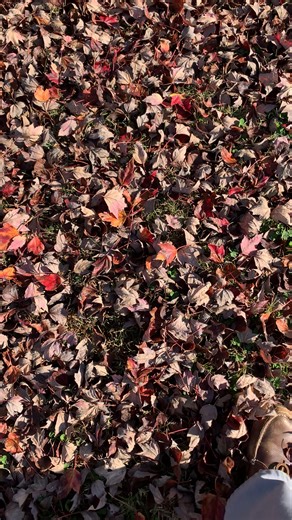 A STROLL under the Red Maple in the front yard. Turn on your sound. | Bill Nichols