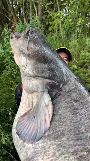 Record-breaking catfish 🏆 Bigger than the boat 🤯This fish was on a completely different level. Without question, it’s one of the biggest catfish I’ve ever seen, let alone managed to land. I was drifting along when a massive shadow slowly rose from below. For a split second I thought it was part of the riverbed, but then it moved… and I knew exactly what I was looking at. A true giant was tracking my bait.The adrenaline hit instantly. Seconds later, the rod slammed down and all hell broke loose