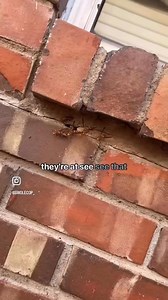 Wasp job #wasp #waspremoval #okc | Invecta Pest Control Solutions