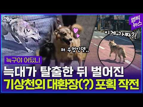 The Wolf Gu Search Operation You Can't Watch Without Tears(?)