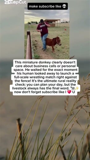 ​Donkey vs. Phone Call:🤨