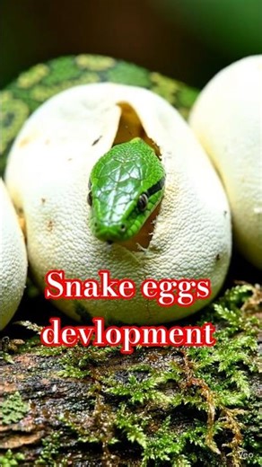 सांप के अंडे कहाँ रखे जाते हैं और कब निकलते हैं? #snake #facts