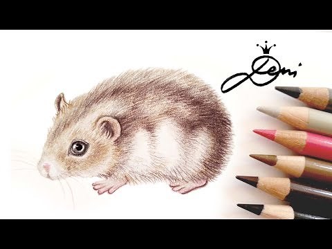 Hamster (dsungarisch) zeichnen lernen 🐹How to Draw a Hamster 🐹 как се рисува хамстер