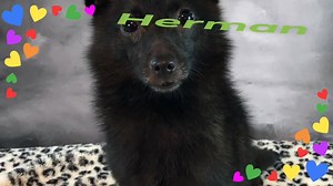 Just love this silly boy Herman!! He’s available for adoption!! | Recycled Pomeranians and Schipperkes Rescue