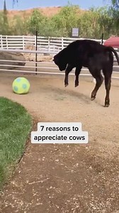 Reason 8: Cows are awesome 🙏🤣❤️ But seriously, if it wasn’t for these incredible people doing amazing work at these sanctuaries, even fewer would know of the real personalities of these animals that our society deem to be nothing more than food 💔 Thank you so much for caring for them, and teaching the world how amazing they are 🙏 🎥: thegentlebarn⁠ 👉 Sign the Pledge to Be Vegan for Life: https://drove.com/.2A4o #vegan #cows #sanctuary #animalrescue #cuteanimals | Vegan FTA