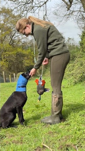 This Ear Wrap Saved My Dog’s Injured Ear (Game Changer!)