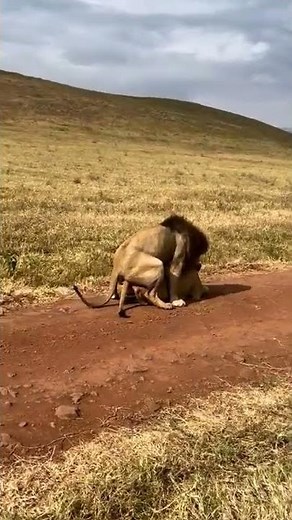 lion mating