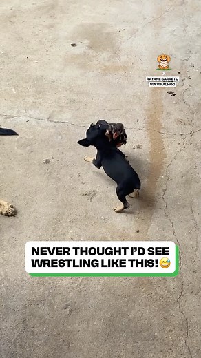 3.9M views · 97K reactions | These two are just pure chaos together  | Fluffy Animals | Facebook