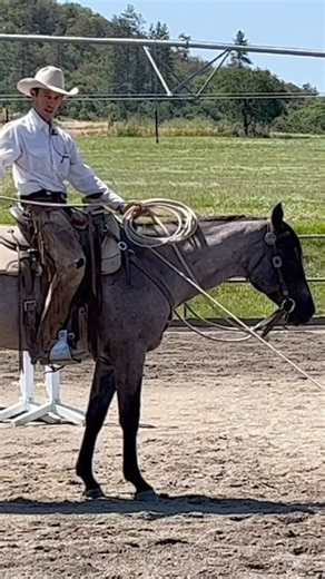 Training Tip Tuesday! Watch our full series on Roping for Beginners on the 3Rein Media Membership 🐴. #horsetraining #horseriding #roping #horses #horselife #horsetrainer #westernstyle #equine #equestrian #horsevideo #horsetrainingtips | 3Rein Media
