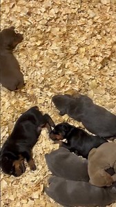 AKC Doberman Puppies For Sale Exquisite Dobermans CT Born 2/13/25#Dobermanpuppy