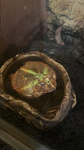 私、カエルに見えますか？ クランウェルツノガエル 20260402 天王寺動物園