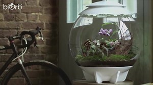Transform your biOrb AIR into a piece of art. With the perfect selection of plants, you can add some stunning and natural colours to your home. Learn more about our AIR here: http://bit.ly/2O8Kb9Z | biOrb