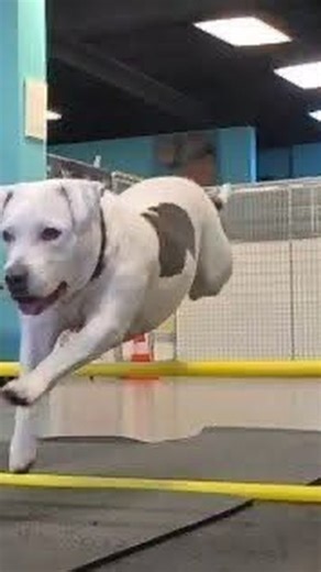 💖 Woman Crush Wednesday 💖 Meet Queen – a dog with a name as perfect as her soul. 👑🐾 At just 5 years old, Queen has already experienced the heartbreak of being left behind. Her family loved her deeply, but life took an unexpected turn and they had to move to a place where she couldn’t follow. Through no fault of her own, Queen is now searching for a new forever home… a place to start over and be loved again. This beautiful girl is affectionate, gentle with children, and gets along wonderfully