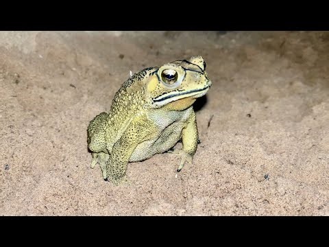 Night Journey of the Toad 🐸 Amazing Adventure, Survival & Secrets of Nature
