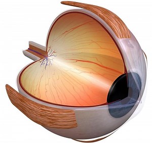 New Insights Into Eye Diseases: 3D Map Reveals DNA Organization Within Human Retina Cells – Lifeboat News: The Blog