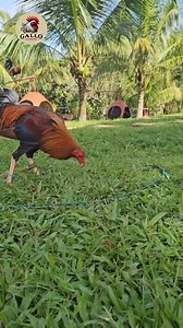 Allen RoundHead…. | Gallo Supremo