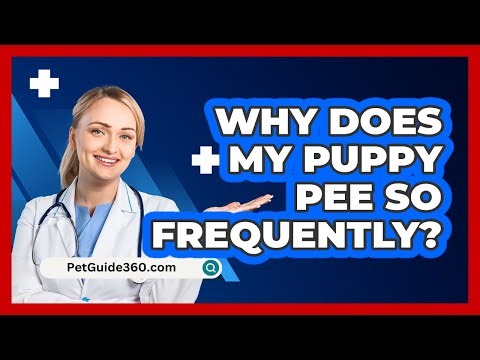 Why does my puppy pee so frequently?