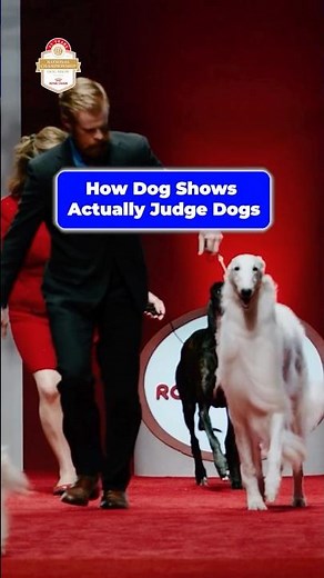How Dog Shows Actually Work