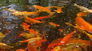 Close-Up Koi Pond Serenity – Relaxing Fish Swim Loop in Crystal Water”
