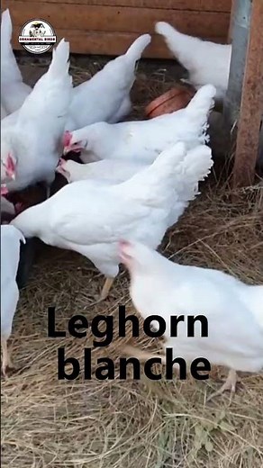 Up to 320 EGGS per Year! 🥚 The Metabolic Secret of the Leghorn