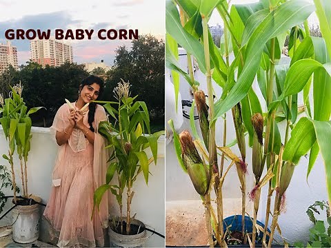 Growing Baby Corn at Home | Baby Corn Harvest | Terrace Gardening