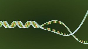 Animation Dna Replication Recombination Genetic Engineering Stock Footage Video (100% Royalty-free) 31836802 | Shutterstock