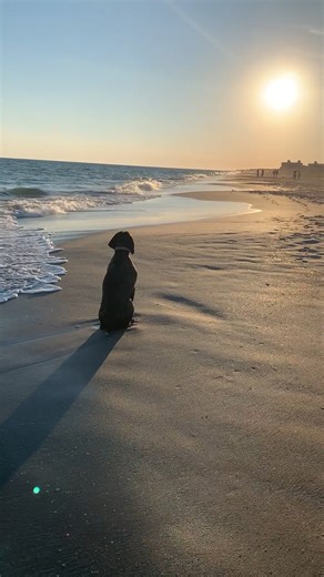 53K views · 2.7K reactions | I've never seen a dog admire a view like this before!  | The Animal World | Facebook