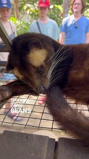 1.6K views · 15 reactions | Embarking on a coffee adventure in Ubud!...