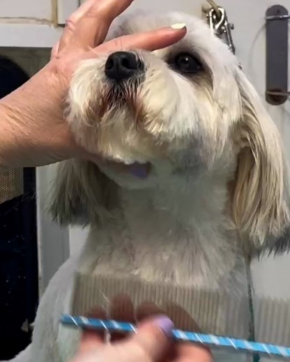 How to gently remove the stained fur around your dog's mouth 🐶 | Furry Tails