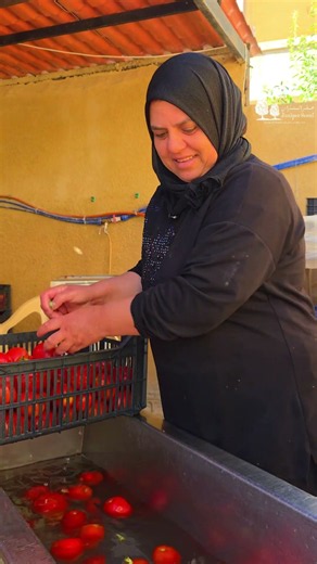 موسم البندورة في القرى اللبنانية