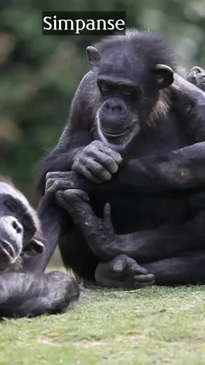 Chimpanzee Sound Compilation | Animal Sounds