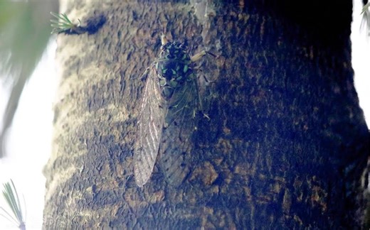 喜马拉雅山脉的革透翅蝉