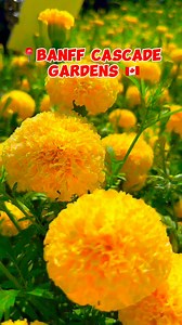 Beautiful Banff cascade Garden 🇨🇦 #fbreelsfypシ゚viralfbreelsfypシ゚viral #trendingreels #trendingaudio #fb #alberta #canada #highway #banff #banffnationalpark #yellow | Joel Liwanag