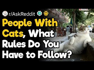 What Rules Has Your Cat Set in Your Household?
