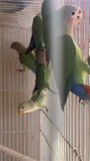 #parrot #inseparables #birds inseparable