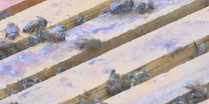 New Ga. law means you need someone with a state license to remove bees
