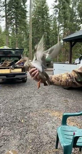 NEW MOTION DUCK DECOYS!! go get yourself the new mojo flapper decoy…