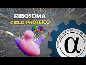 Ribosome and protein cycle