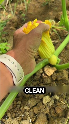 The Secret to a 500 Pound Pumpkin #GiantPumpkin #PumpkinGrowing #GardeningTips #HandPollination