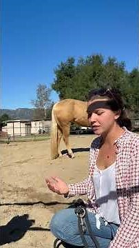 If your horse explodes you're training them wrong