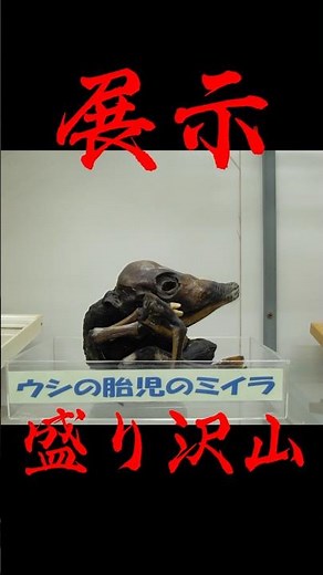 【日本で唯一】人間のホルマリン漬けが展示されている？#worldtravel #b級スポット #trip #珍スポット #津山 #博物館 #標本 #観光地