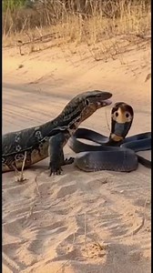 Monitor Lizard vs Cobra Intense Wildlife Encounter in the Wild #wildlife #cobra #snake