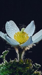全面提升性能，突破競速界限 Summit 巔峰系列 Flora Alpina 即使面對高海拔山地的多變環境和複雜地形 仍能盡顯極端的適應力 ✦Summit 巔峰系列 High Trail 越野短袖上衣 採用 FlashDry-Pro™ 面料，有效吸濕排汗，同時增強透氣，乾爽舒適 Summit Series™ Flora Alpina系列於以下指定門市發售： 尖沙咀K11 Art Mall G07-10 & G25店 Enhanced performance, pushing the limits of speed Summit Series™ Flora Alpina Designed for high-altitude environments and complex terrain, excelling in extreme adaptability ✦Summit Series™ Summit High Trail Short-Sleeve Tee Crafted with FlashDry-Pro™ fabric for superior moisture management