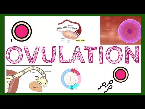 Ovulation : tout ce que vous devez savoir