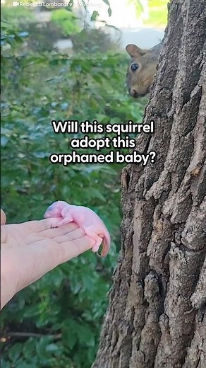 Mama Squirrel Adopts Orphaned Baby | The Dodo