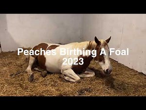 Episode 59 - American Paint Horse Birthing A Beautiful Filly