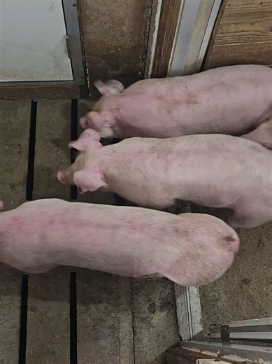 piggos in the building #pig #hogs #count #farm