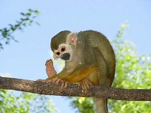 squirrel monkey sounds